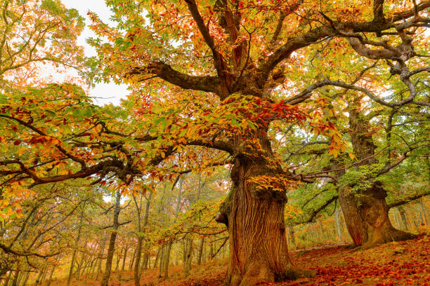 primi colori dell'autunno sui castagni - castagno foto e immagini stock