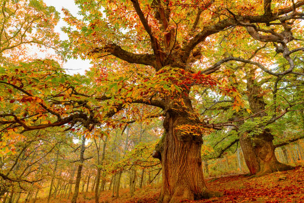 first colors of autumn on chestnut trees - chestnut imagens e fotografias de stock