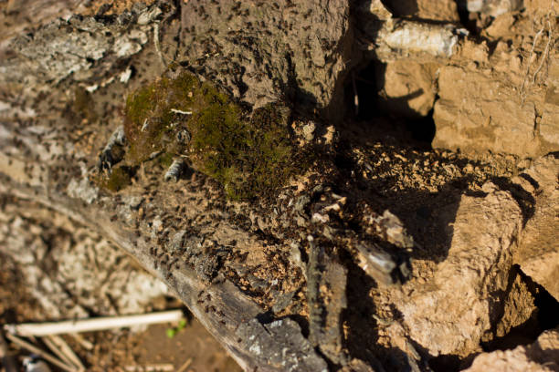 istock Ants digging in an old tree on the river bank. 855474980