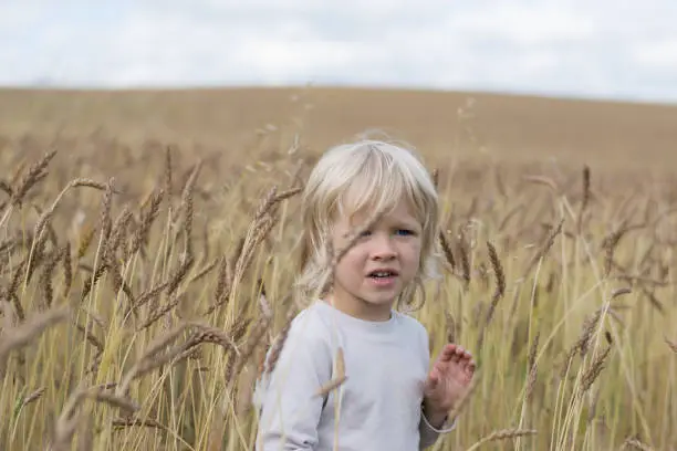 Photo of Blond Slavic happy kid boy at a ripe rye wheat field, autumn harvest, Russia, the Urals