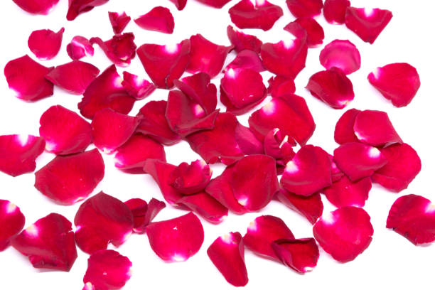 istock Isolated sprinkle rose petals on white backgrounds 855478856