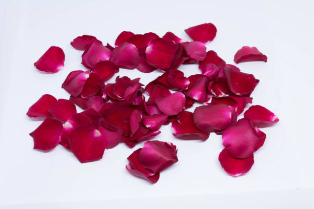 istock Isolated sprinkle rose petals on white backgrounds 855478976