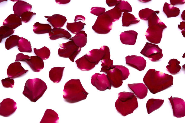 istock Isolated sprinkle rose petals on white backgrounds 855479082