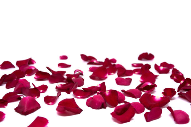 istock Isolated sprinkle rose petals on white backgrounds 855479096