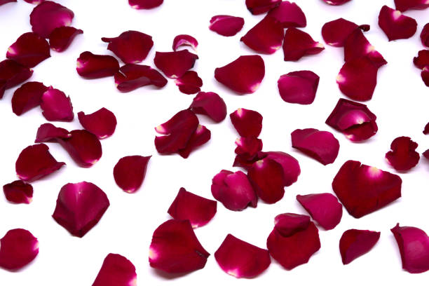 istock Isolated sprinkle rose petals on white backgrounds 855479104