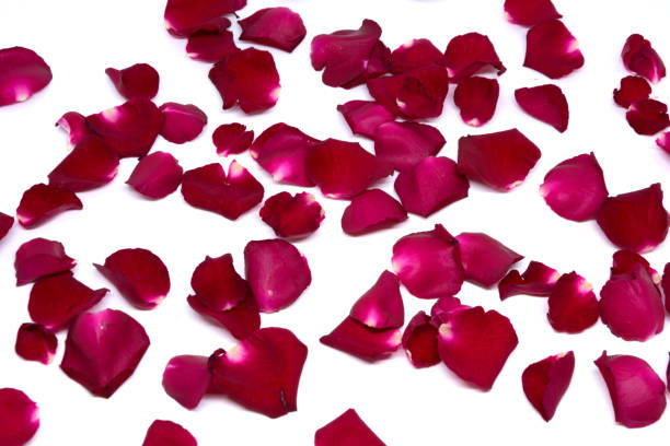 istock Isolated sprinkle rose petals on white backgrounds 855479228
