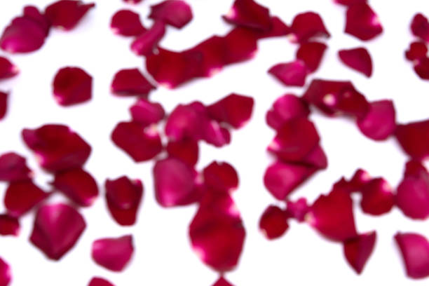 istock Isolated sprinkle rose petals on white backgrounds 855479234