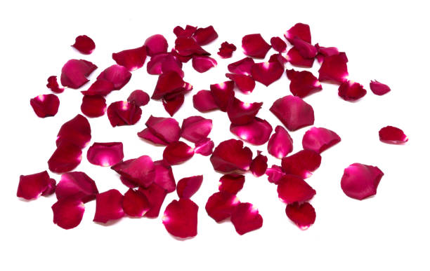 istock Isolated sprinkle rose petals on white backgrounds 855479374