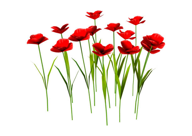 Digital render of red poppy flowers isolated on white background