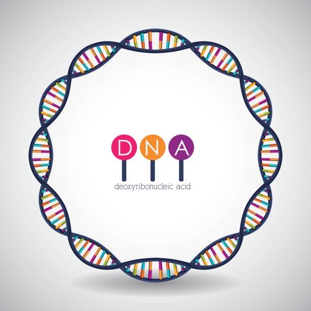 Dna circle structure chromosome design Dna circle structure chromosome icon. Science molecule genetic and biology theme. Isolated design. Vector illustration human genome code stock illustrations