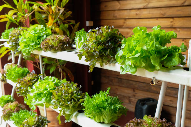 hydroponic vegetables growing in greenhouse - hydroponics imagens e fotografias de stock
