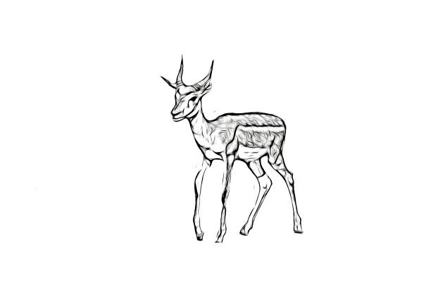 Little antelope stock photo