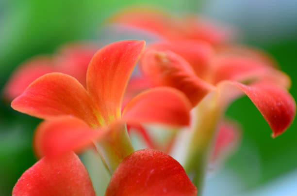 The small red flower of the Kalanchoe Blossfeldiana photographed using reverse lens macro technique in natural light.