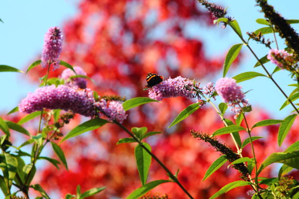 istock Admiral (vanessa atalanta) butterfly on buddleia flower 855486754