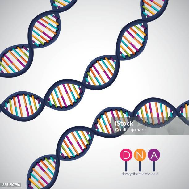 Dna 구조 염색체 디자인 DNA에 대한 스톡 벡터 아트 및 기타 이미지 - DNA, 건강관리와 의술, 건강한 생활방식 - iStock