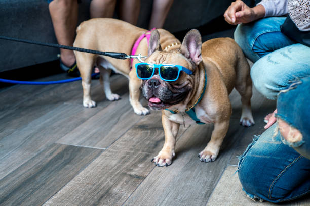 Portrait of dressed up pug wearing glasses