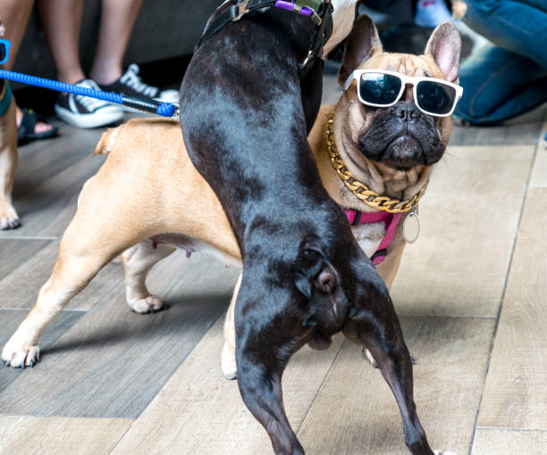 istock Portrait of dressed up pug wearing glasses 855493564