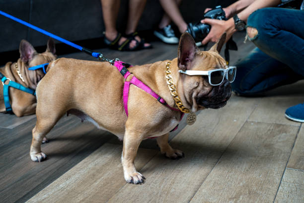 istock Portrait of dressed up pug wearing glasses 855493892