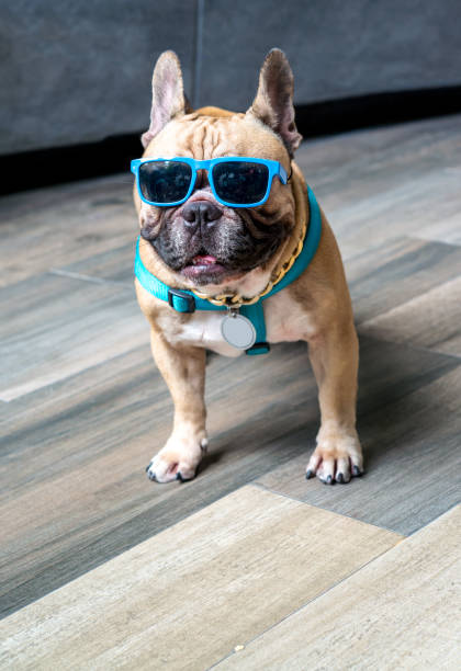 istock Portrait of dressed up pug wearing glasses 855494094