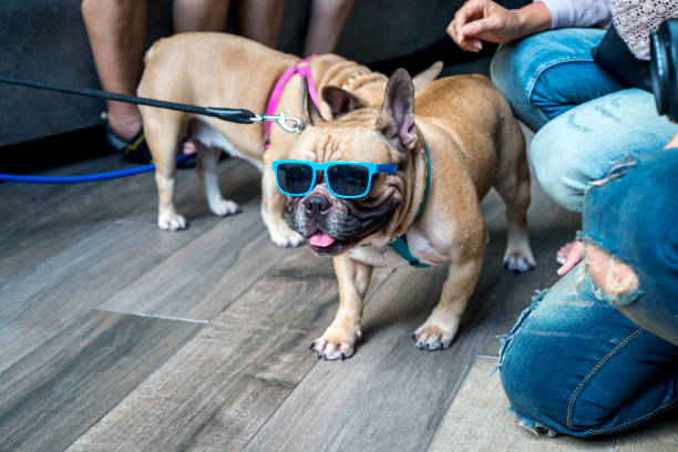 istock Portrait of dressed up pug wearing glasses 855494674