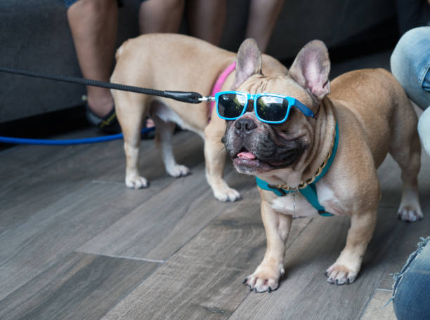 istock Portrait of dressed up pug wearing glasses 855496810