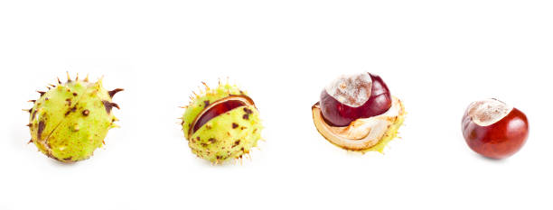 Several chestnuts at different stages of development isolated on white background, clip art Several chestnuts at different stages of development isolated on white background, clip art chestnut isolated single object autumn stock pictures, royalty-free photos & images