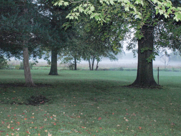 istock Forest at Foggy Sunrise 855497640