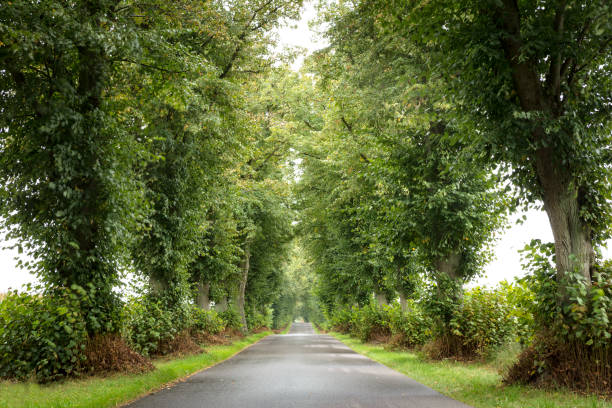 istock Alley with old lime trees in summer, Germany 855500892