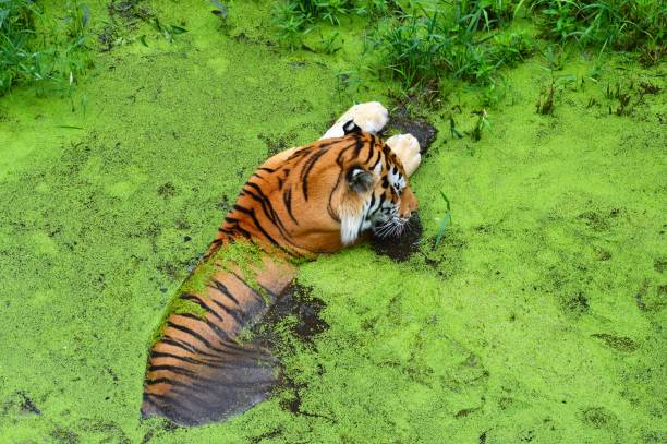 istock Tiger in the water 855504350