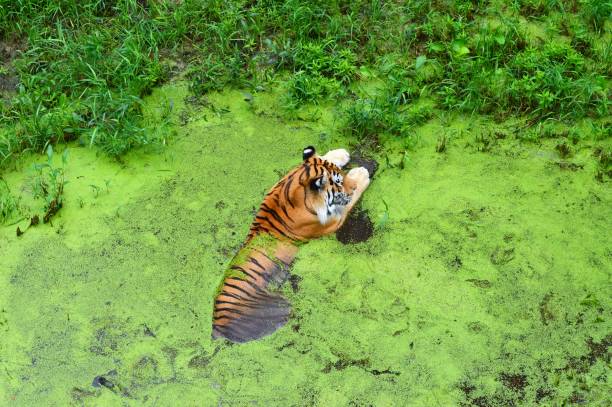 istock Tiger in the water 855504396