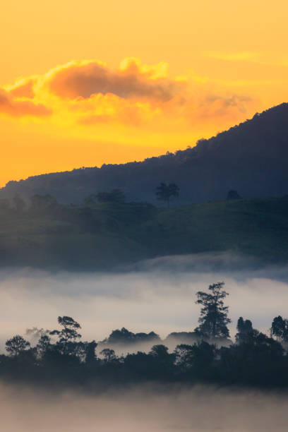 istock Forest illuminated by sunlight in morning with fog 855505220