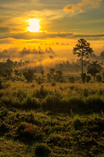 istock Forest illuminated by sunlight in morning with fog 855505336