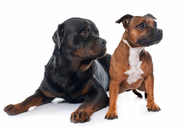 istock stafforshire bull terrier and rottweiler 855507752