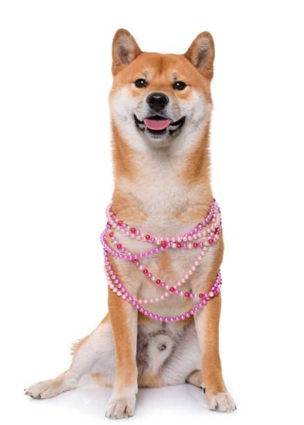 istock young shiba inu 855508222