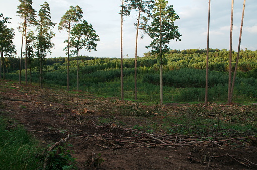 forest area after felling of trees