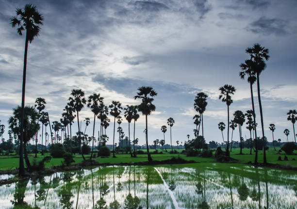 istock Sugar palm tree and rice field in Pathumtani Thailand 855509198