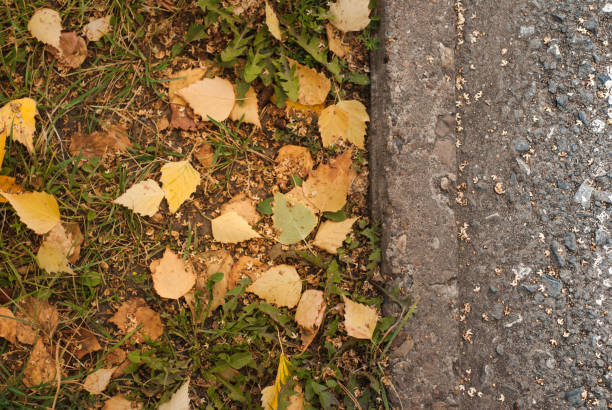 istock Autumn background. Yellow leaves lying on the grass, 855516106