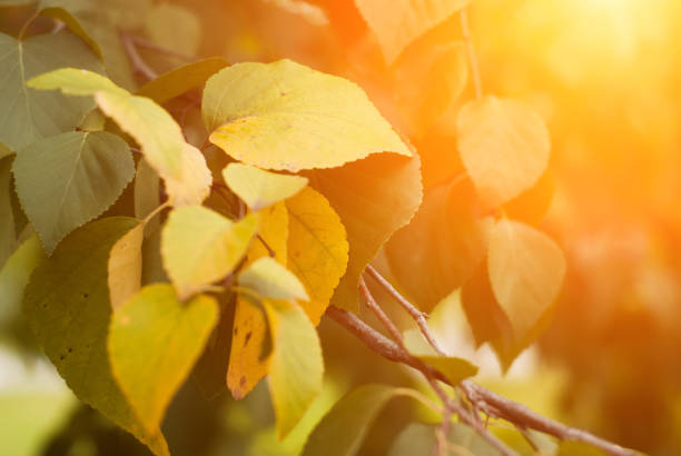 istock Early autumn sunshine, 855516128