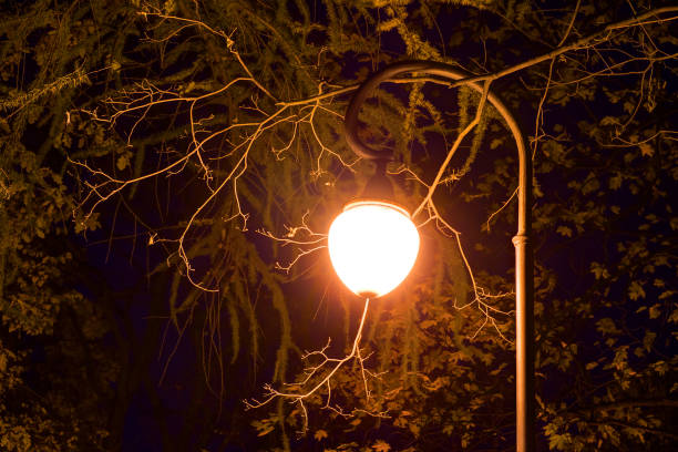 istock Luminous street light in foliage at night 855516938