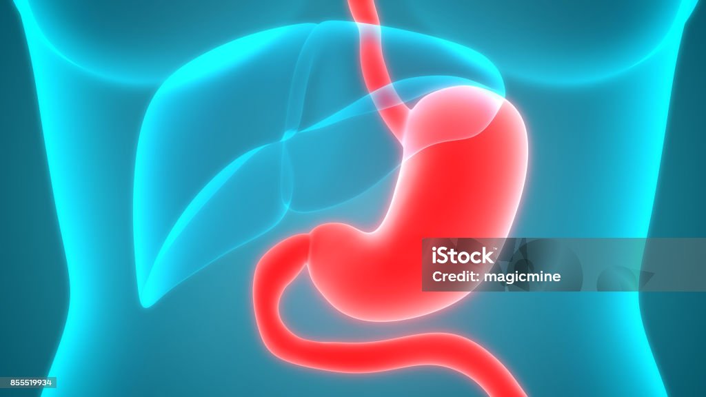 Human Digestive system Anatomy (Stomach) 3d Illustration of Human Digestive system Anatomy (Stomach) Abdomen Stock Photo
