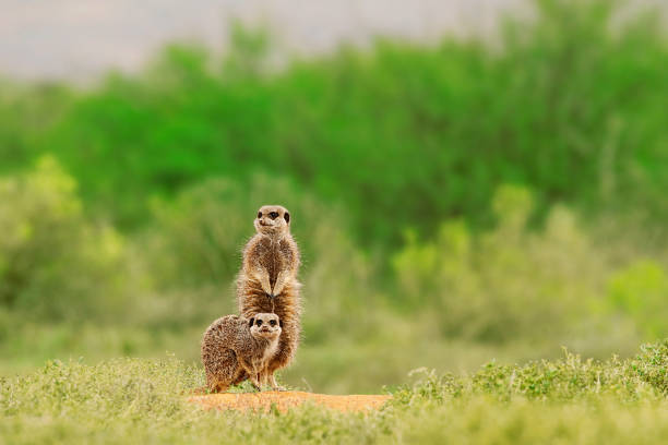 Animals Meerkats Suricates Family Burrowing Wildlife Nature Carnivore  African Karoo Stock Photo - Download Image Now - iStock