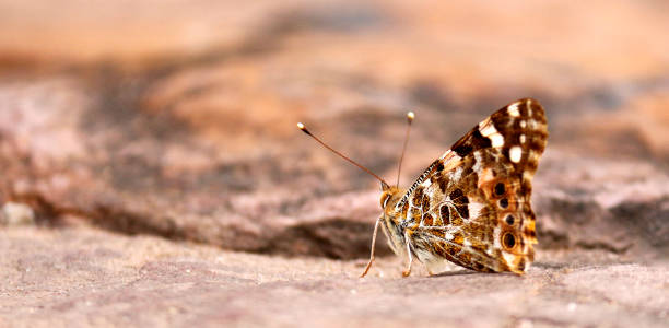 istock Insect admiral butterfly pollination flying pretty summer spring flowers nectar 855520656