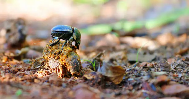 Insect dung-beetle wildlife nature outdoors safari ground level soil forest animal