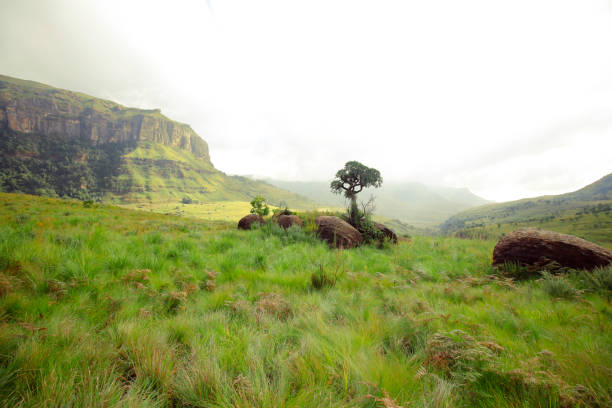 istock Mountains hills tree grassy slopes cliffs rocks range Drakensberg cloudy 855520738
