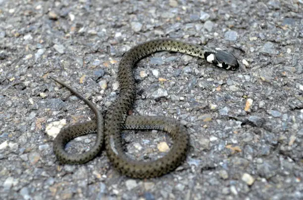 a ring snake on asphalt