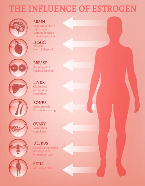 에스트로겐 효과 infographic - harmonium stock illustrations