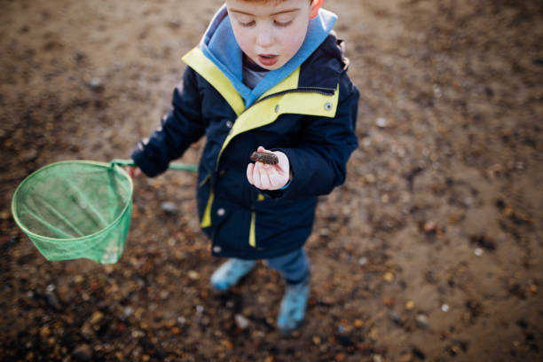 A little boy is exploring on the beach with his fishing netIts cold outside so the little boy is wrapped up warm.