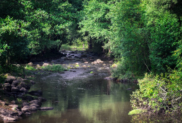 istock Landscape with river and lush trees at summer time 855525712