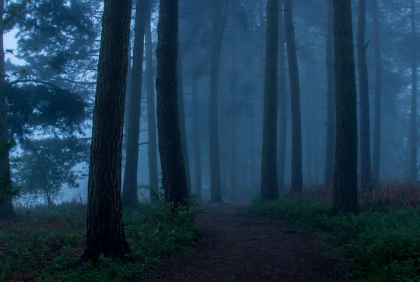 istock Early Morning Misty Woodland 855525796