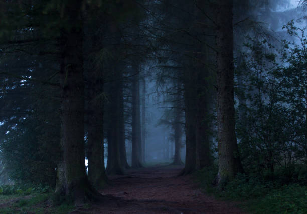 Early december mist in the pines of \